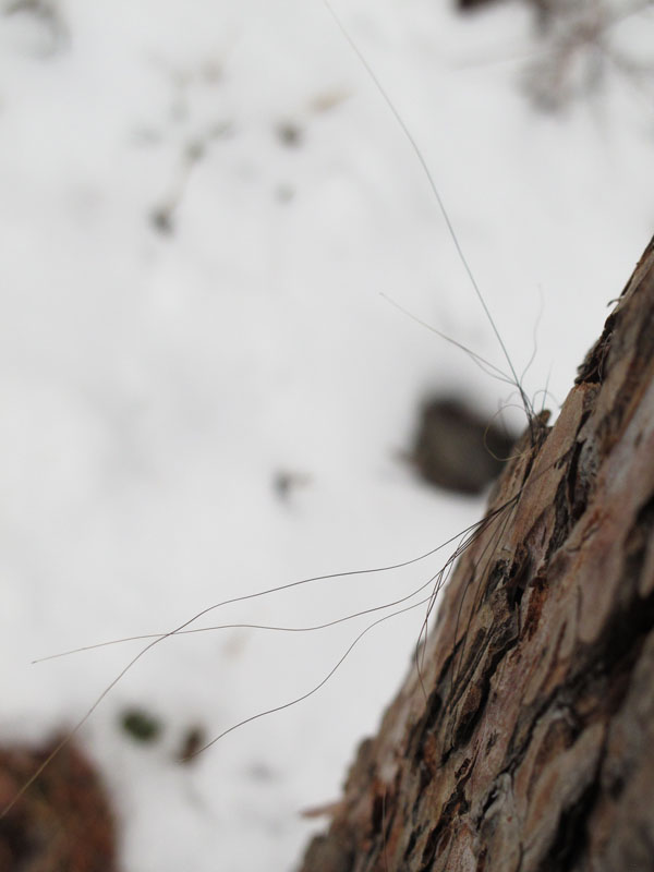 bear_hair_on_red_pine_-_20110418