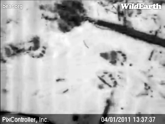 bear_tracks_-_20110401_133737