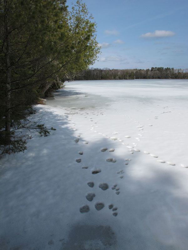 bear_tracks_on_ice_-_20110422
