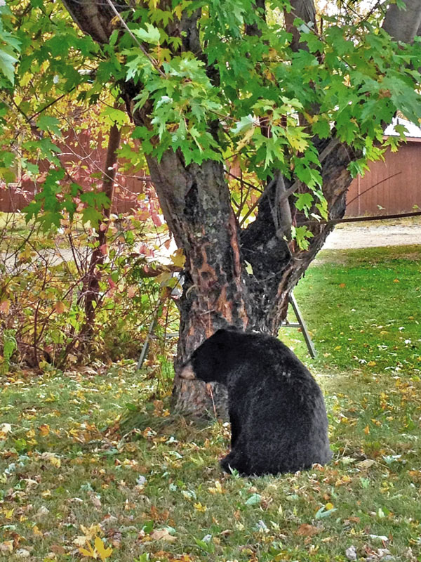 Wounded bear rests - Oct 7, 2012  