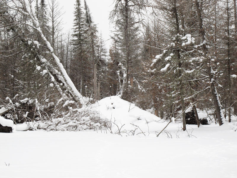 beaver lodge in snow