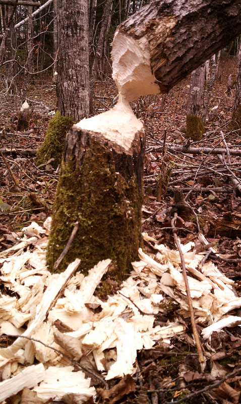 beaver-felled tree