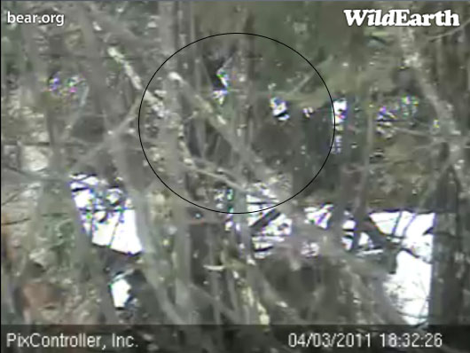 bed_site_circle_-_20110403_183226