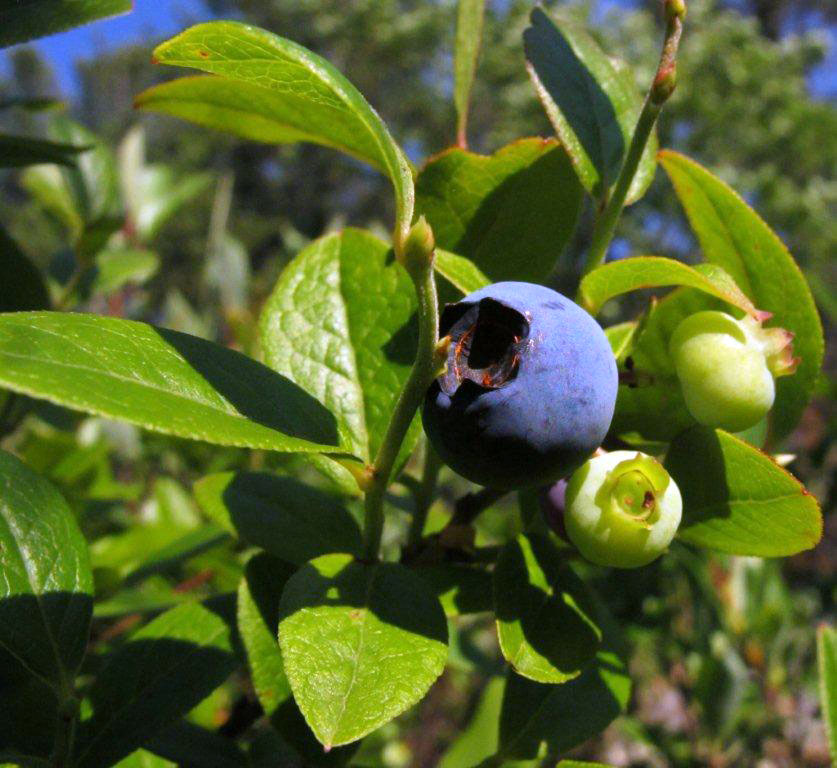 Blueberries - June 26, 2012