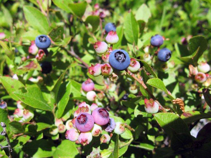 Blueberries - June 29, 2012