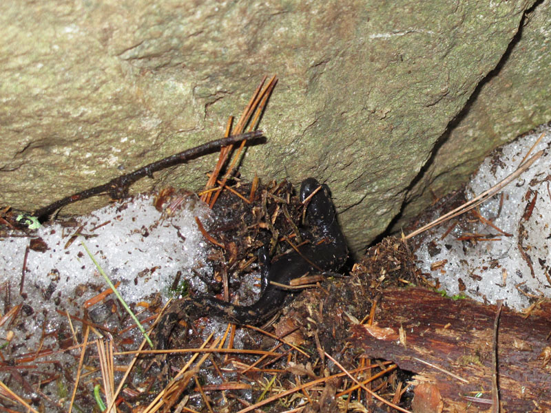 Blue-spot salamander- April 29, 2012