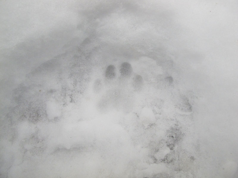 bobcat_track_-_20110418