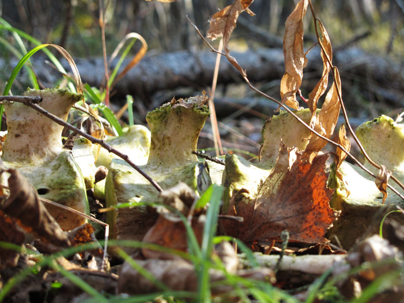 vertebrae in leaf litter
