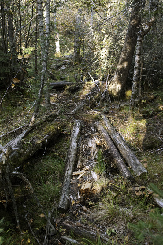 Old bridge in damp area of trail - Sept 30, 2012