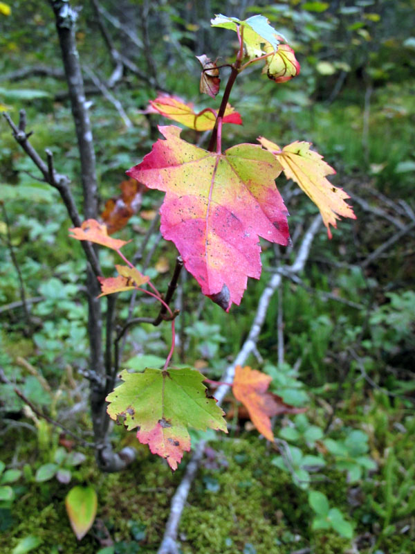 Bright spot in the woods - Sept 13, 2012