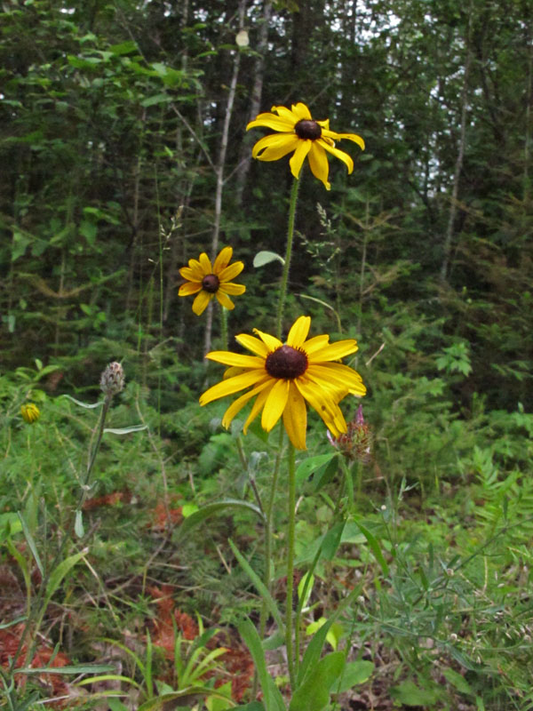 Brown-eyed susans - July 12, 2012