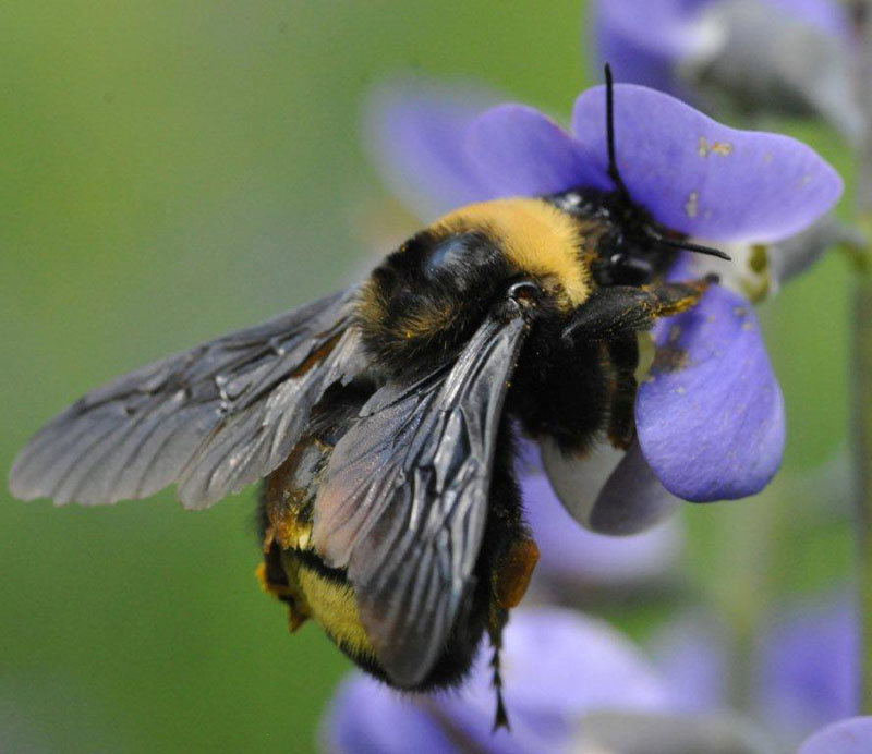 Bumblebee - June 2, 2012