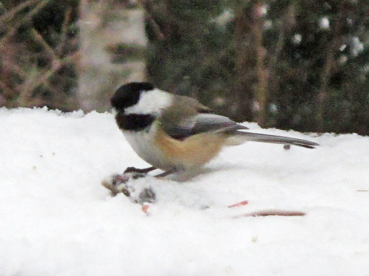 chickadee eating_mouse_-_20120102