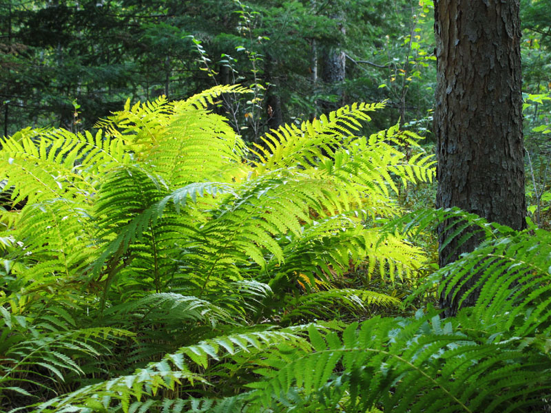 cinnamon_ferns_-_20110909