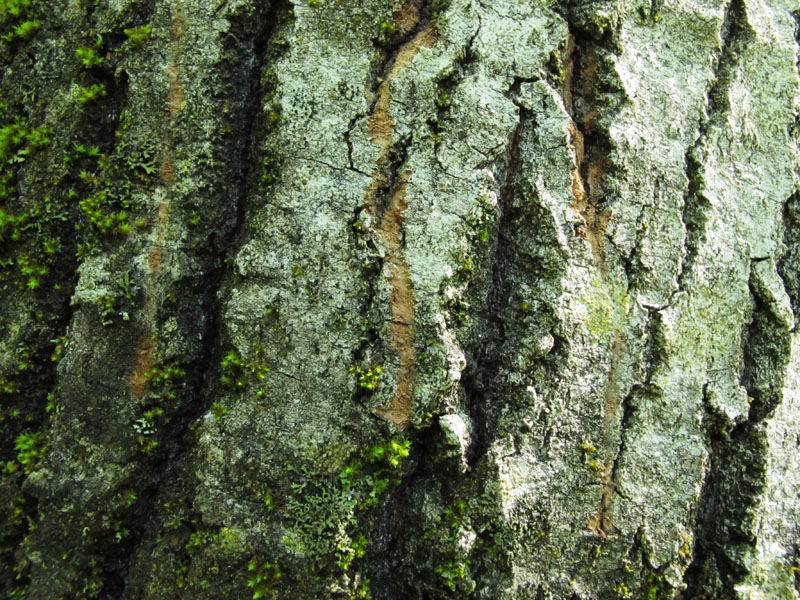Fresh claw marks on aspen in Dot's area - June 11, 2012