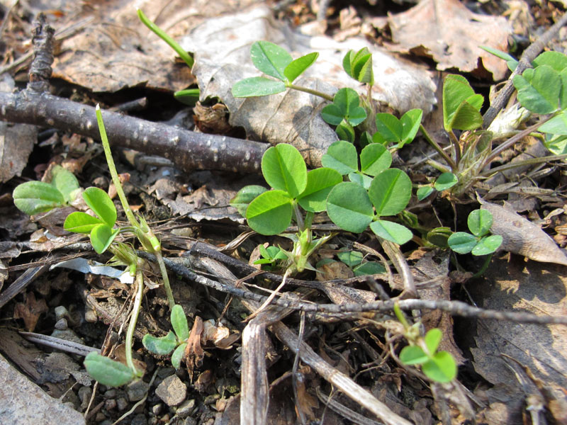 Clover beginning to grow - April 4, 2012