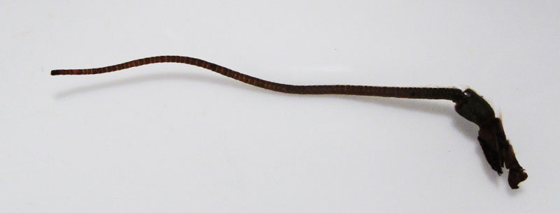 crayfish_antenna_-_20110426