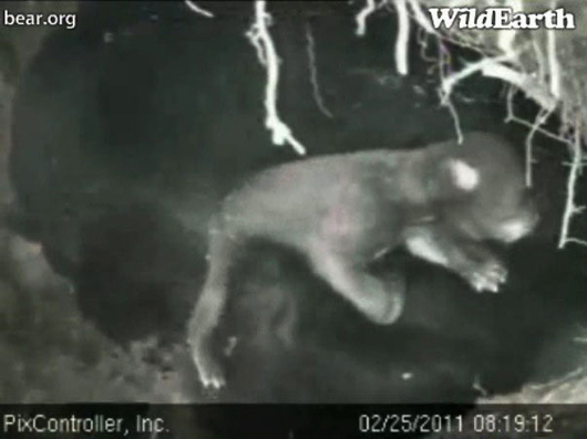 cub_-_20110225_081912