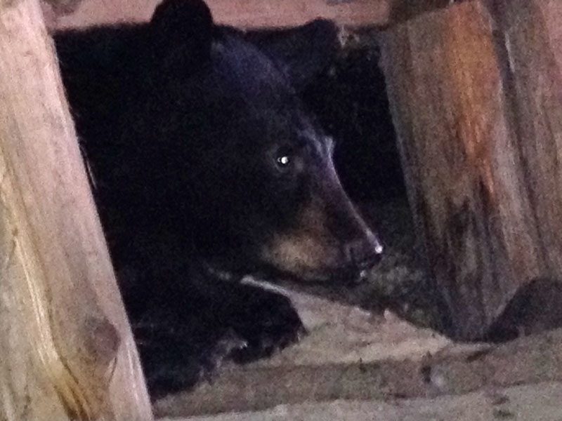 Orphan cub under porch - Jan 28, 2012