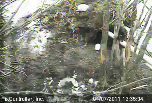 cub_at_den_-_20110407_133504