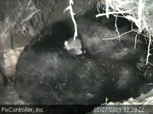 cub_covering_eyes_-_20110227_123922