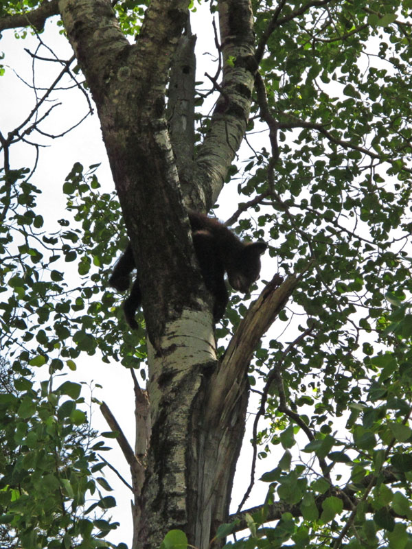 One cub dangles in crotch of tree - June 9, 2012