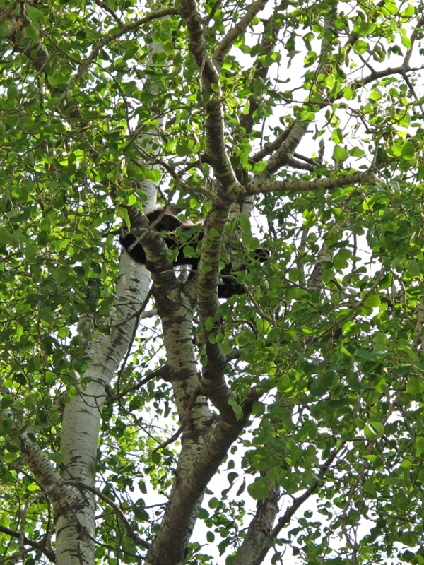 Other cub high up in tree - June 9, 2012