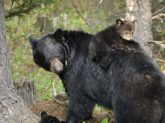 Cub Sybil on Juliet's back! - May 13, 2012