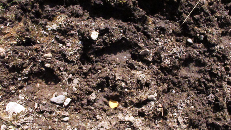 Cub tracks in mud - Sept 27, 2012