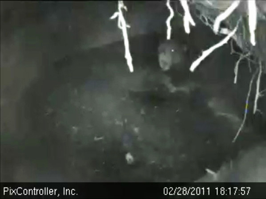 cub_yawn_-_20110228_181757