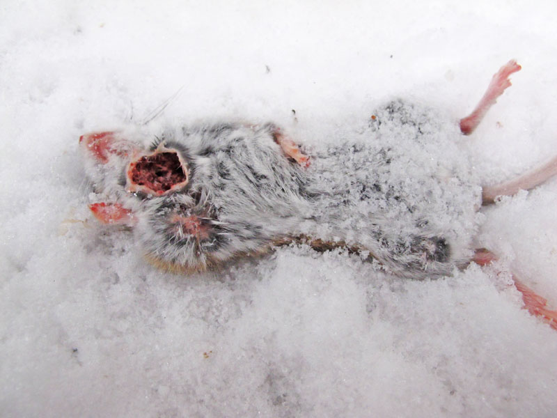 dead mouse_-_20120102