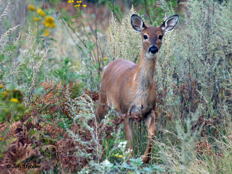 White-tailed deer - Sept 8, 2012