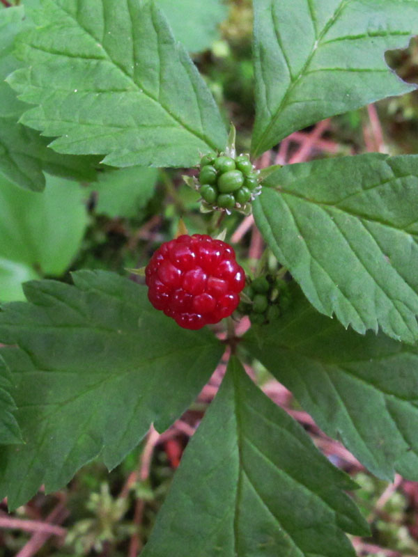 dewberry_-_20110704