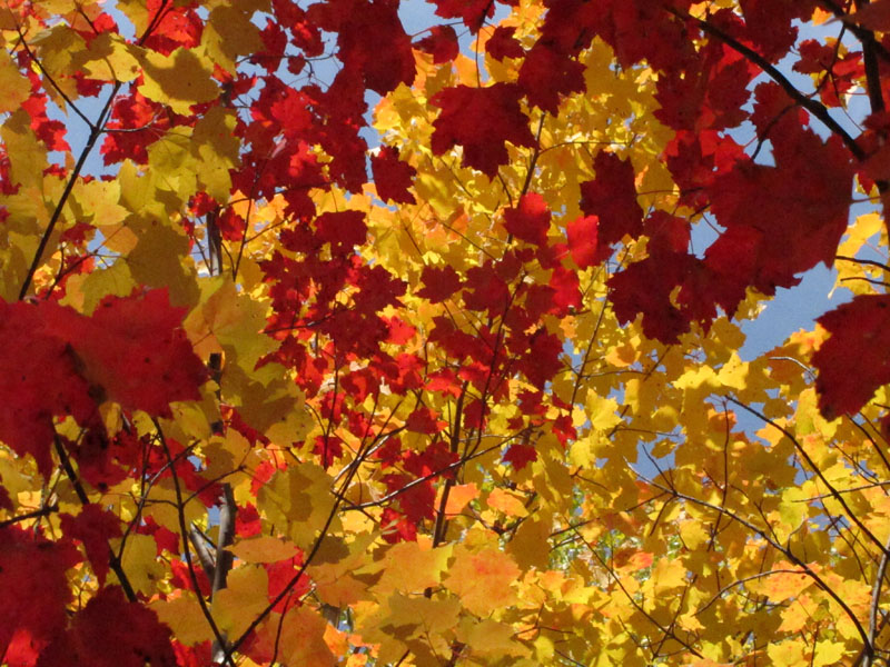 Fall colors - Sept 27, 2012