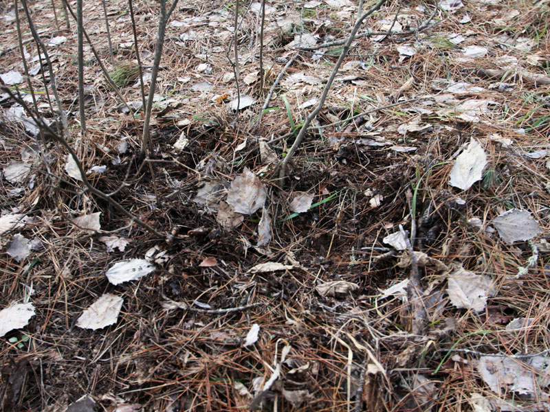 feeding_on_snowfleas