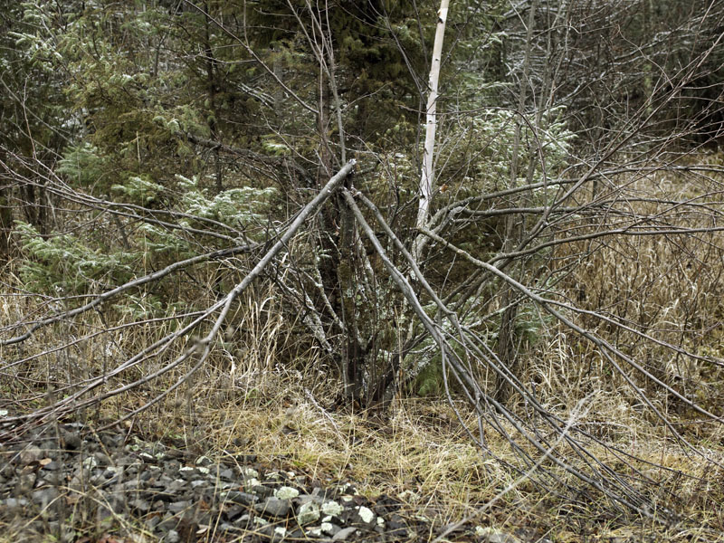 Juneberry bush broken down by bears feeding - Nov 11, 2012