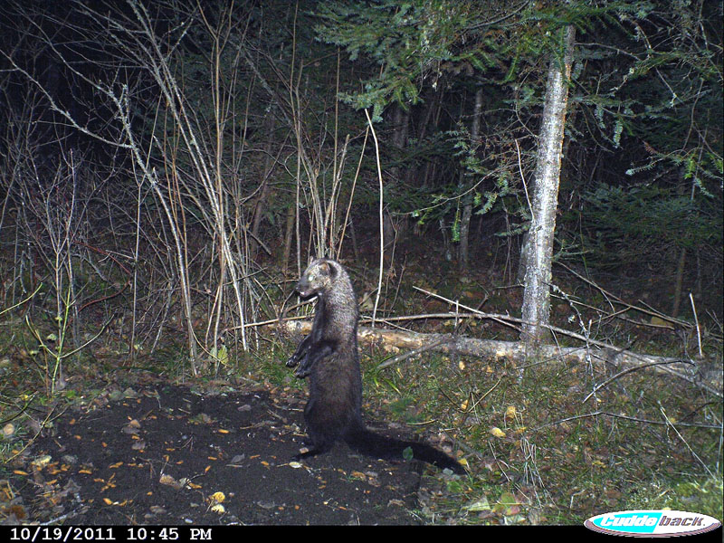 fisher on Bear Center Nature Trail