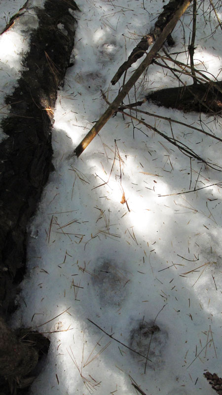 Fisher tracks - March 11, 2011