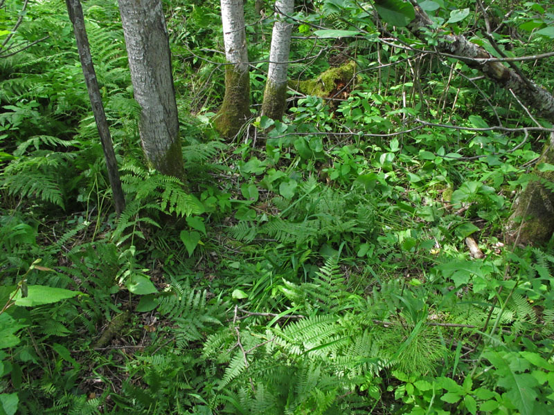 Vegetation flattened by bears feeding on caterpillars - June 13, 2012
