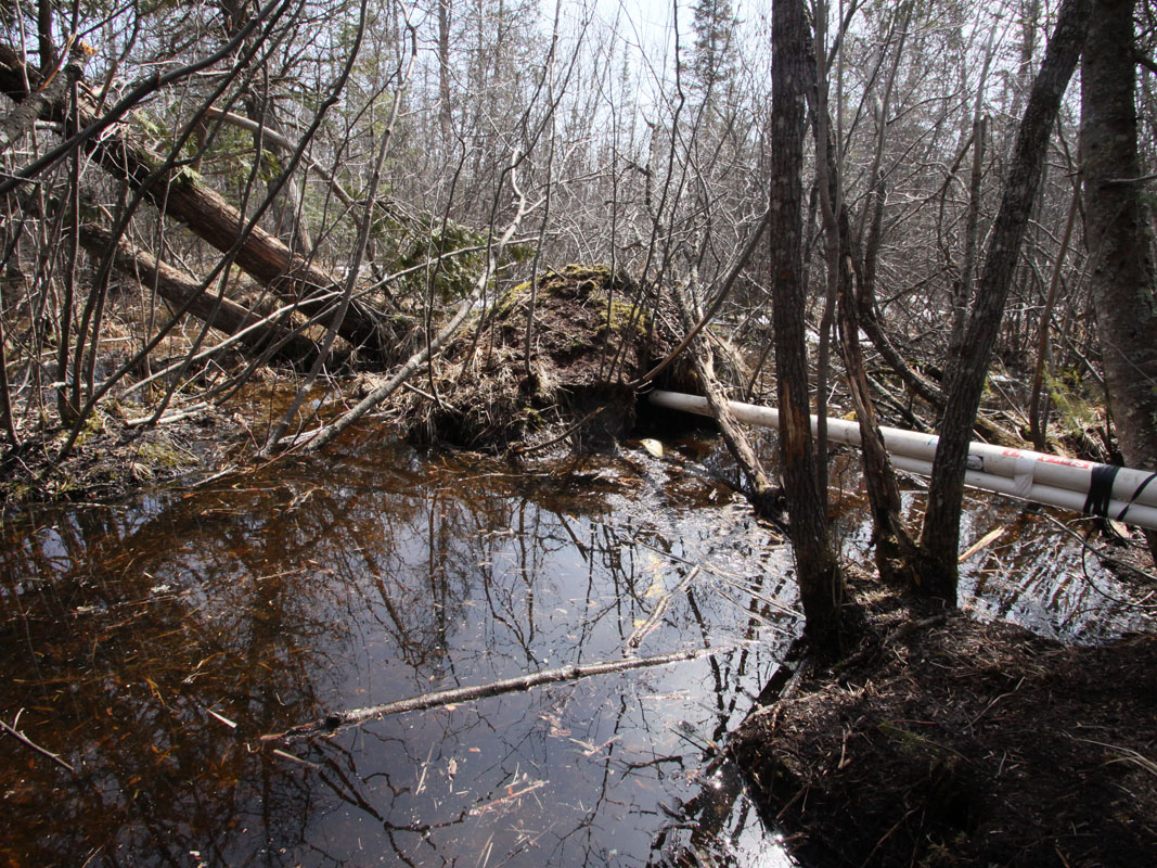 flooded_den_-_20110412