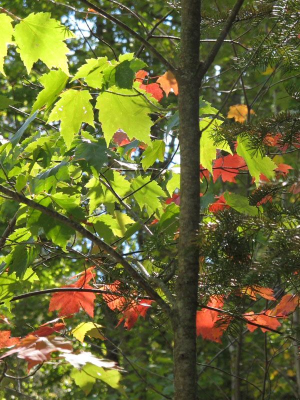 Fall foliage - Sept 14, 2012