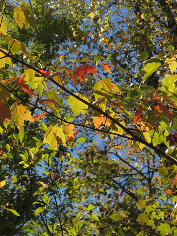 Foliage - Sept 14, 2012