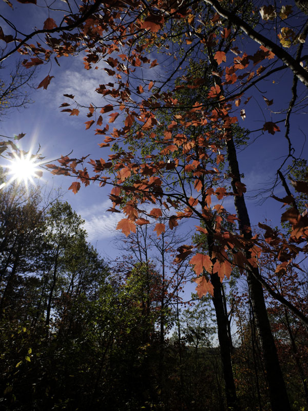 Red maple leaves - Sept 23, 2012