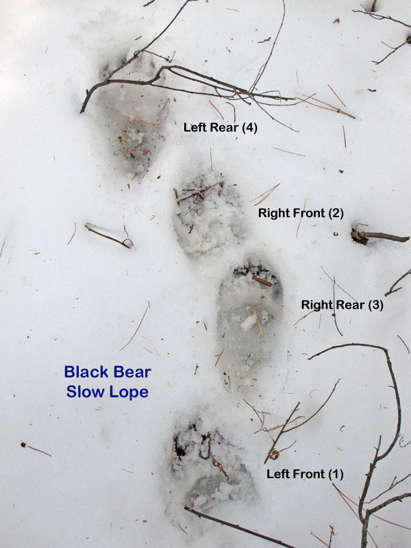 Slow lope gait - April 19, 2012