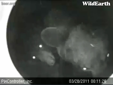 glowing_eyes_-_20110328_001126