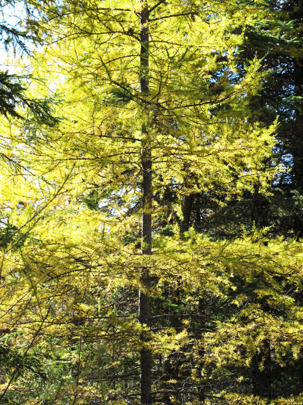 golden tamarack - Oct 20, 2011