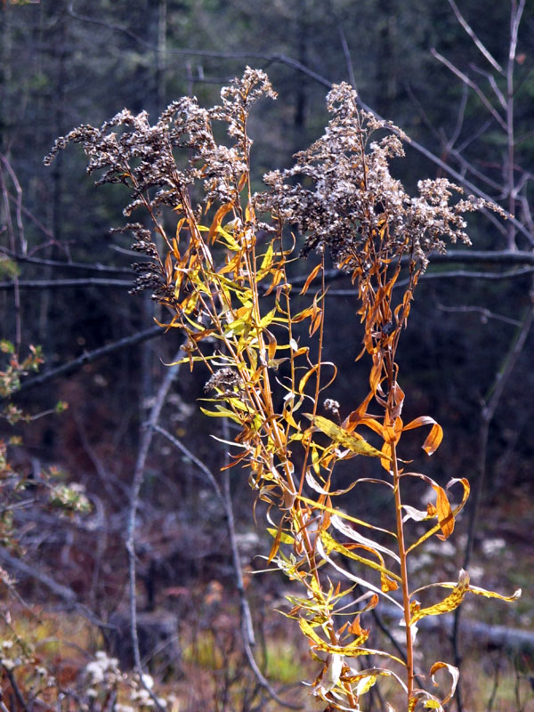 Goldenrod - Oct 20, 2012