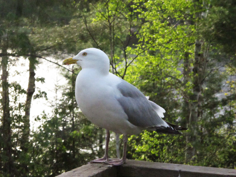 Herring Gull - May 17, 2012