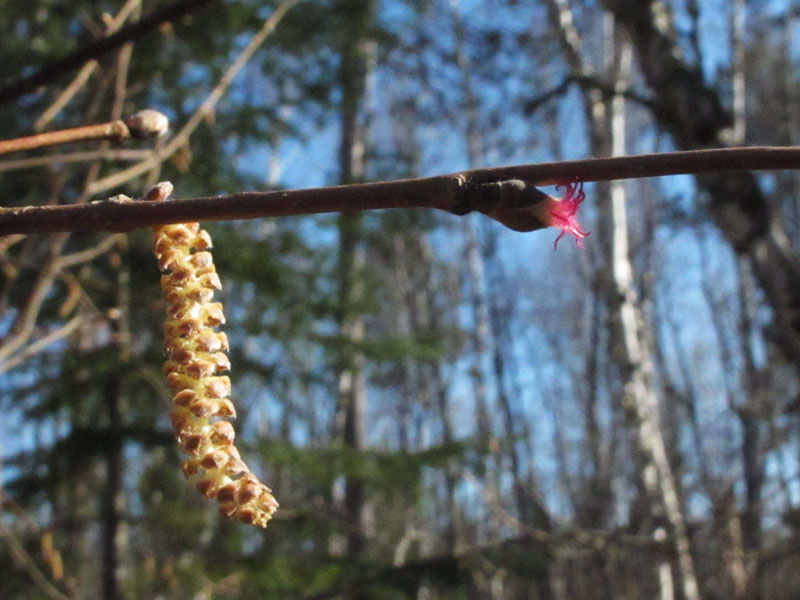 hazel_catkin_and_flower_-_20110429