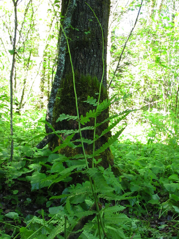 Diastema feeding on interrupted fern - June 11, 2012